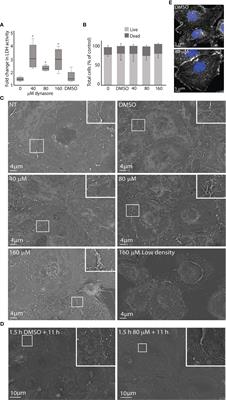 Infection of liver sinusoidal endothelial cells with Muromegalovirus muridbeta1 involves binding to neuropilin-1 and is dynamin-dependent